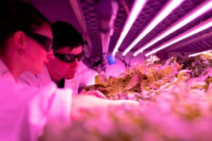 Modern vertical farming tower with LED lights growing leafy green vegetables in hydroponic system
