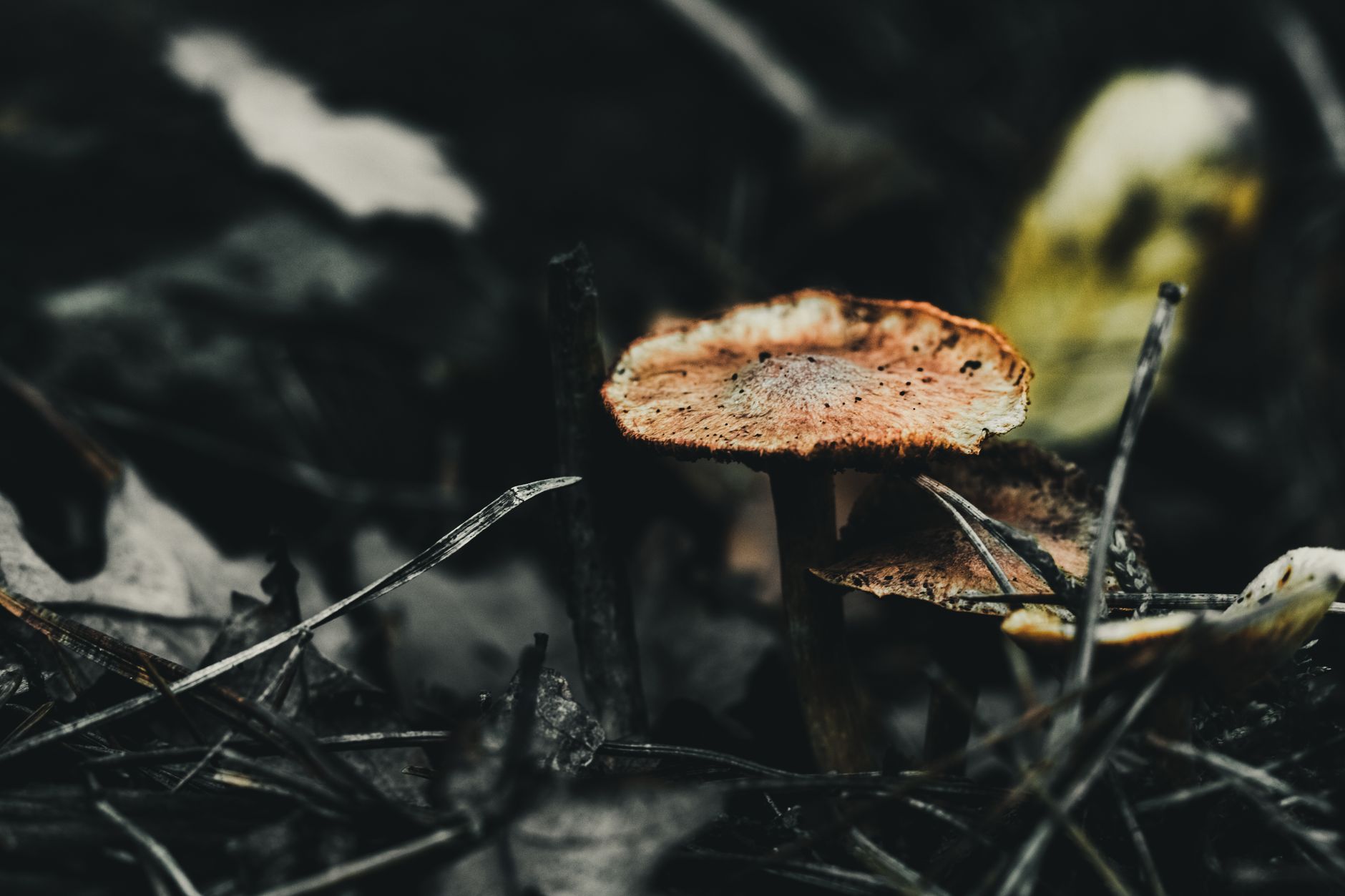 Dark atmospheric forest floor covered in mushrooms and decaying organic matter