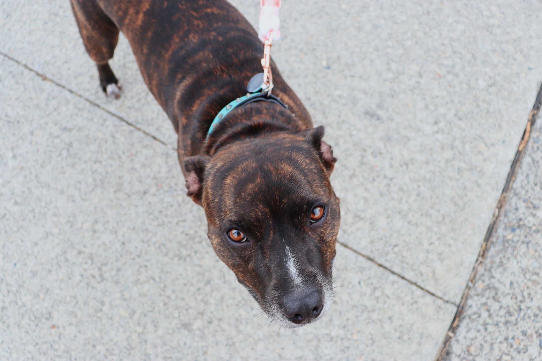 Dog pulling hard on a leash during a walk on a city sidewalk
